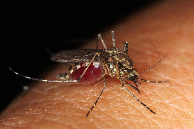 ¿Qué tan peligrosos son los mosquitos en el sureste?