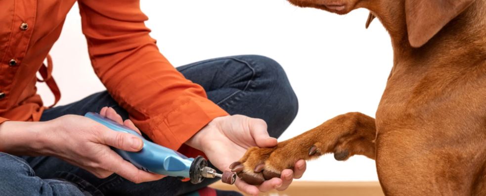 How To Choose the Best Dog Nail Grinder How To Choose the Best Dog Nail Grinder